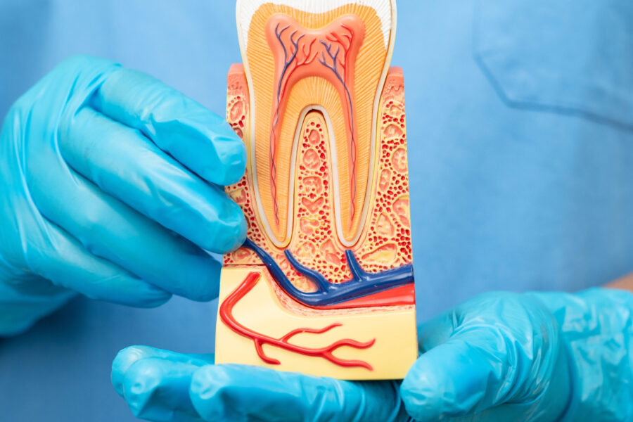 Gloved hands holding a cross-sectional model of a tooth showing enamel, dentin, pulp chamber, root canals, blood vessels, and nerves.